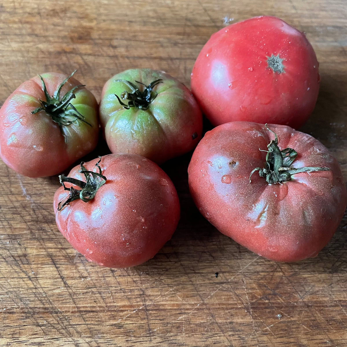 Dwarf Wild Spudleaf tomatoes photographed at Oak Summit Nursery.