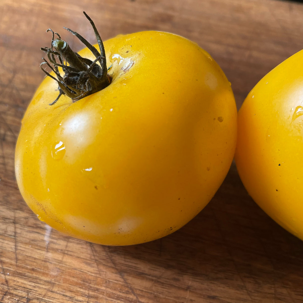 Bear Paw Yellow tomatoes photographed at Oak Summit Nursery.