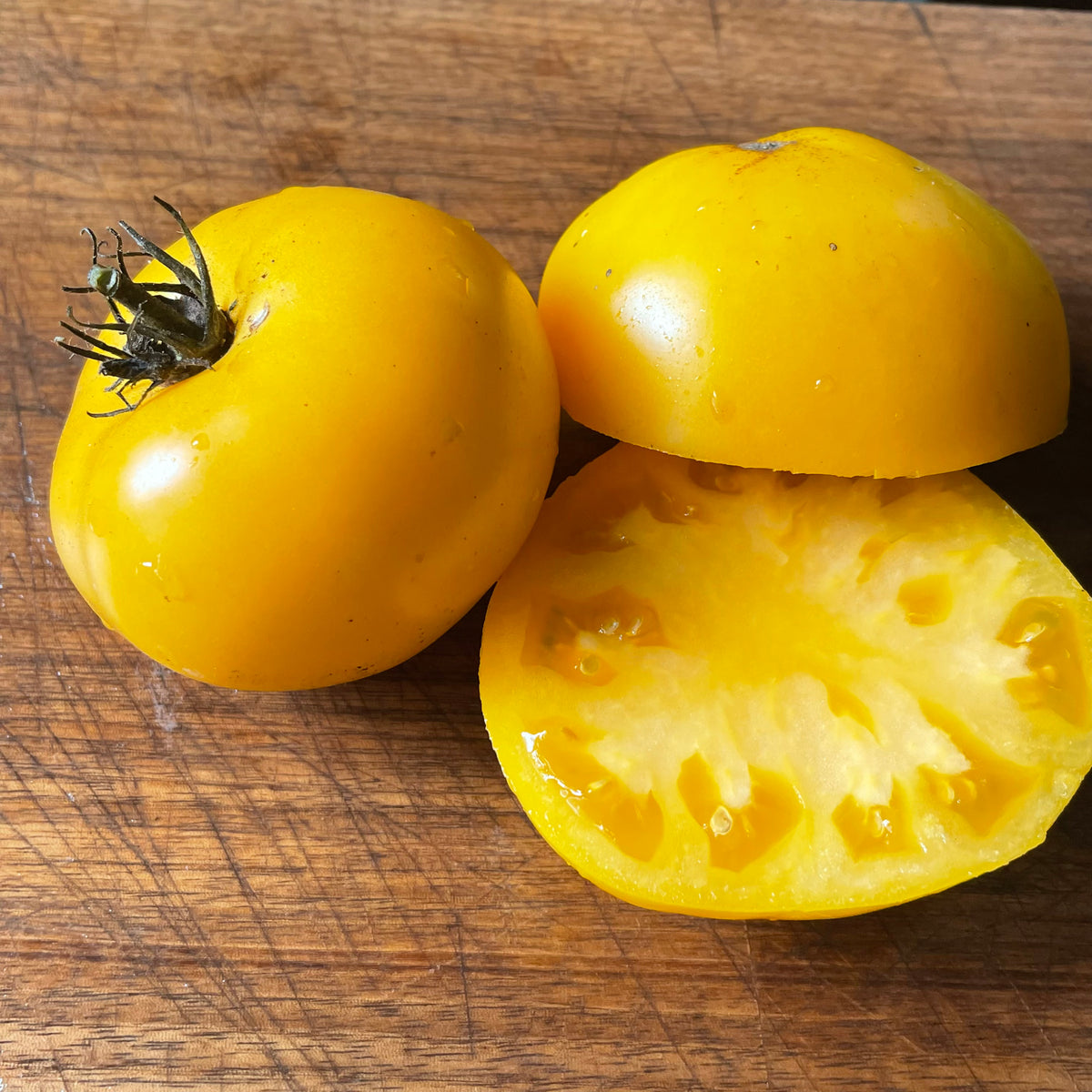 Bear Paw Yellow tomatoes photographed at Oak Summit Nursery.