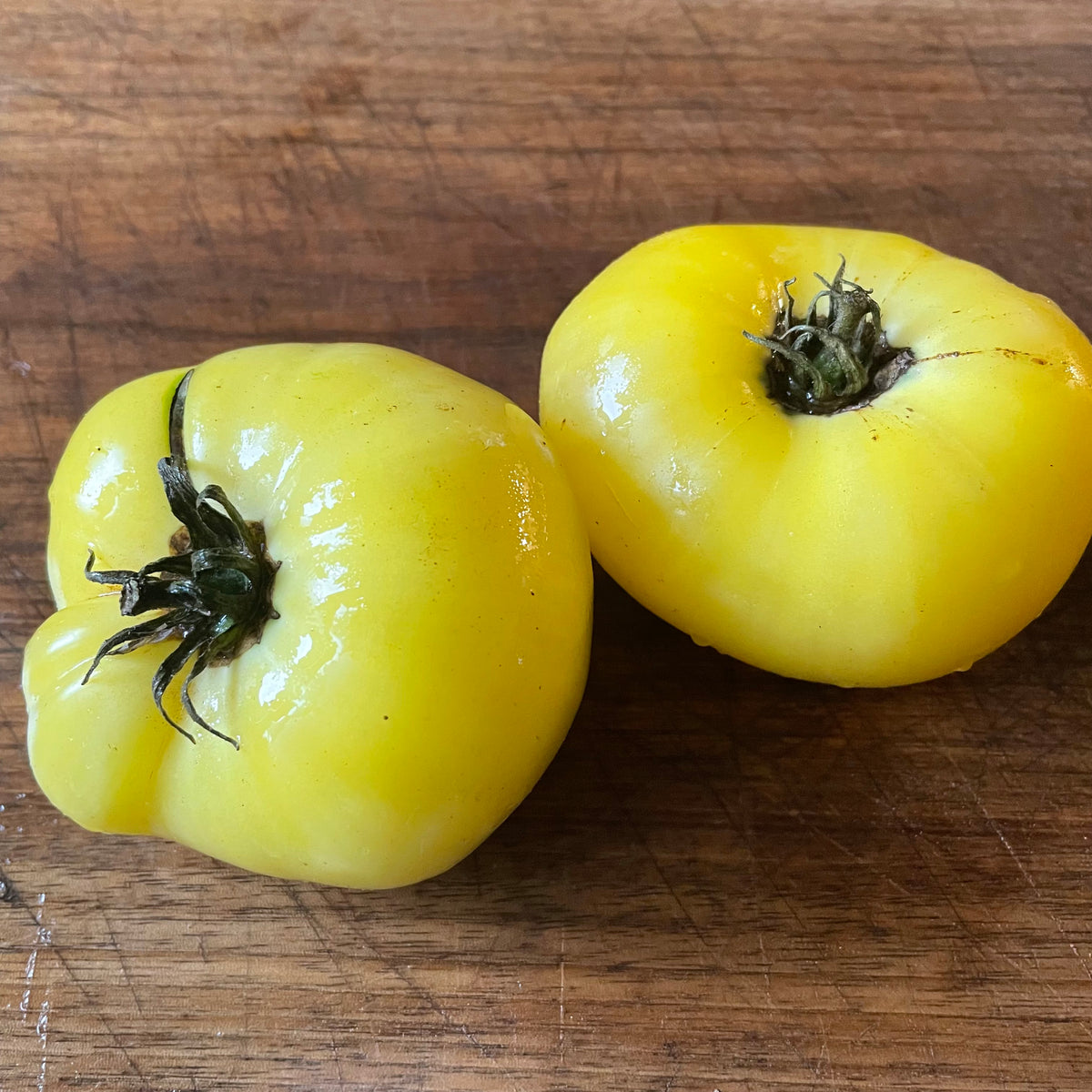 Dwarf Mr. Snow tomatoes photographed at Oak Summit Nursery.