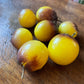 Gondwana Moon tomatoes photographed at Oak Summit Nursery.