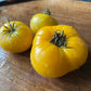 Dixie Golden Giant tomatoes photographed at Oak Summit Nursery.