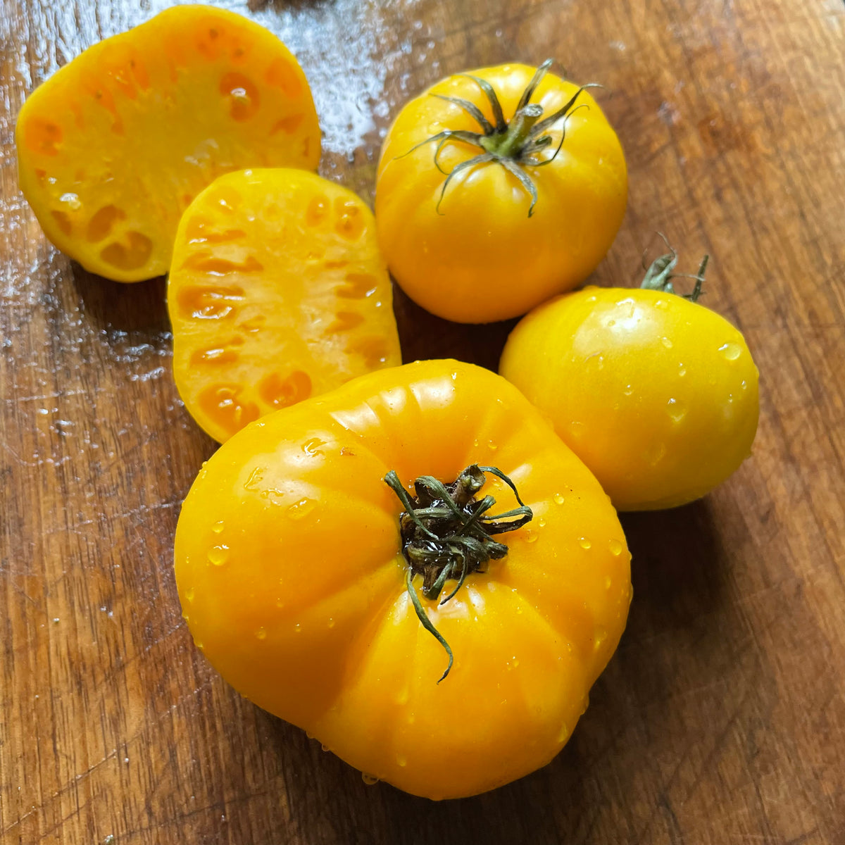 Dixie Golden Giant tomatoes photographed at Oak Summit Nursery.