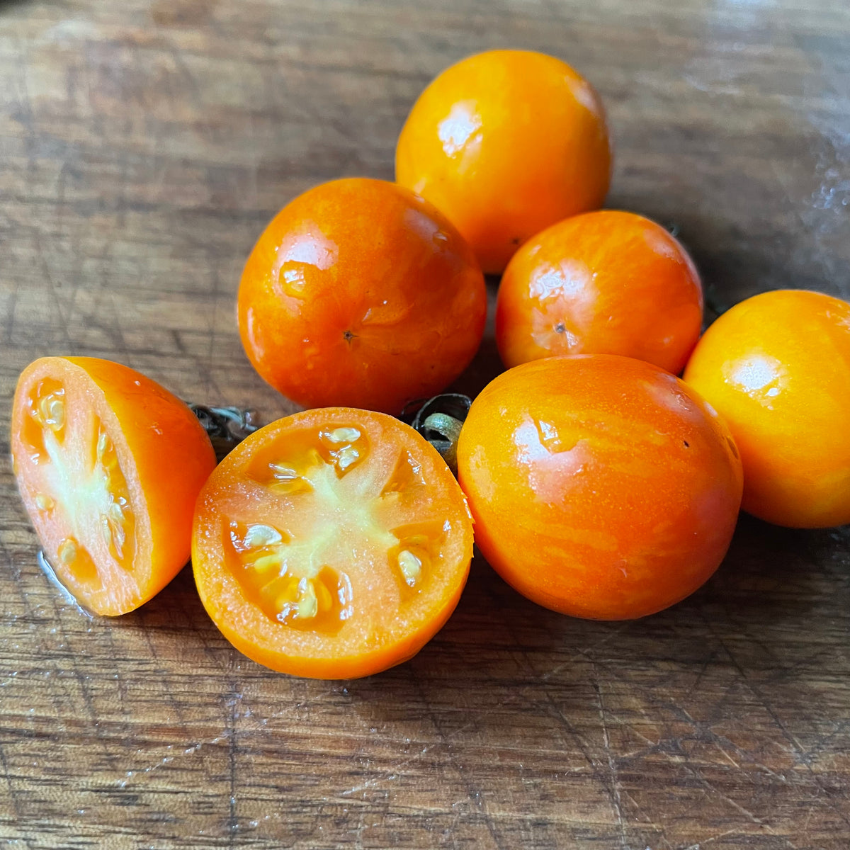 Apricot Zebra tomatoes photographed at Oak Summit Nursery.