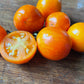 Apricot Zebra tomatoes photographed at Oak Summit Nursery.