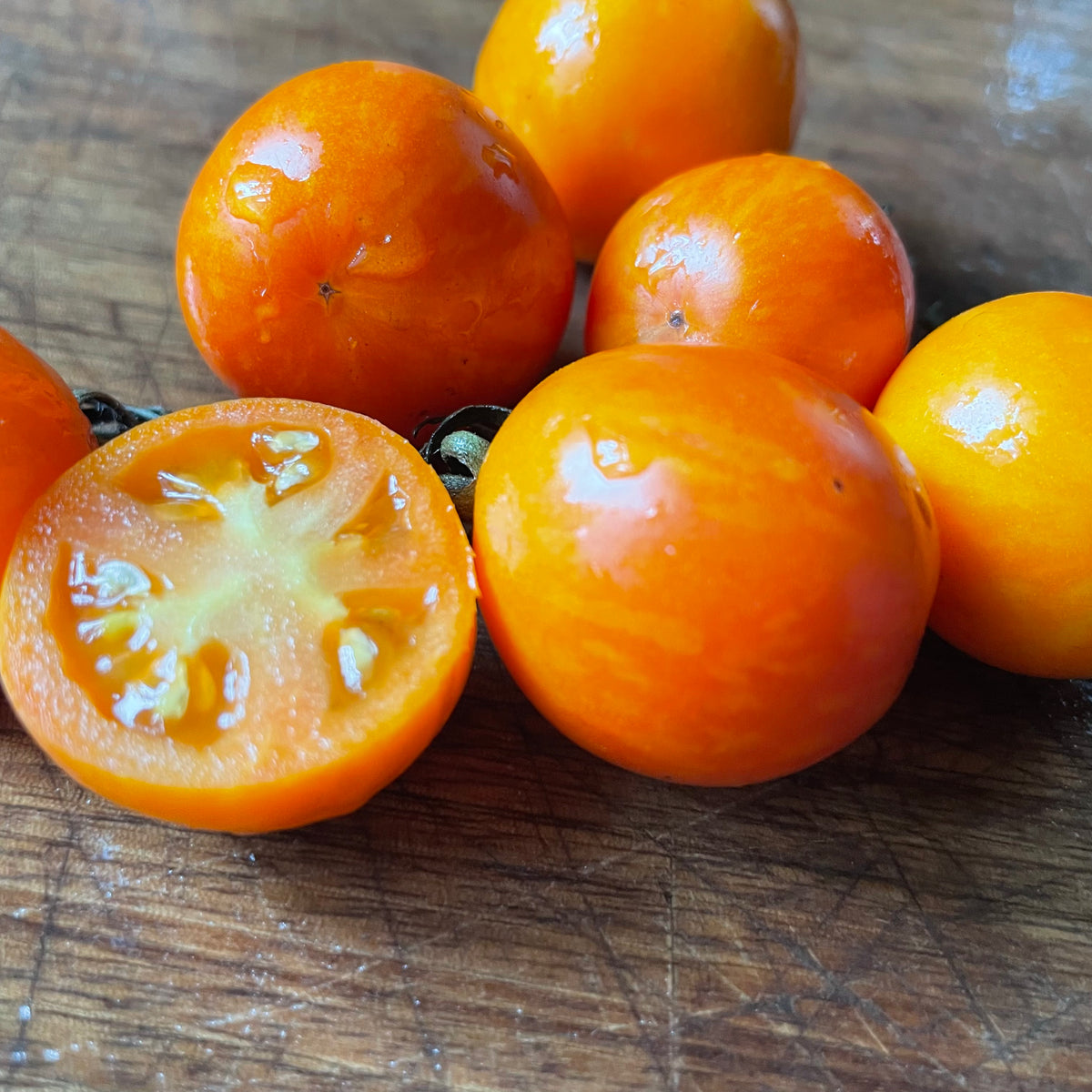 Apricot Zebra tomatoes photographed at Oak Summit Nursery.