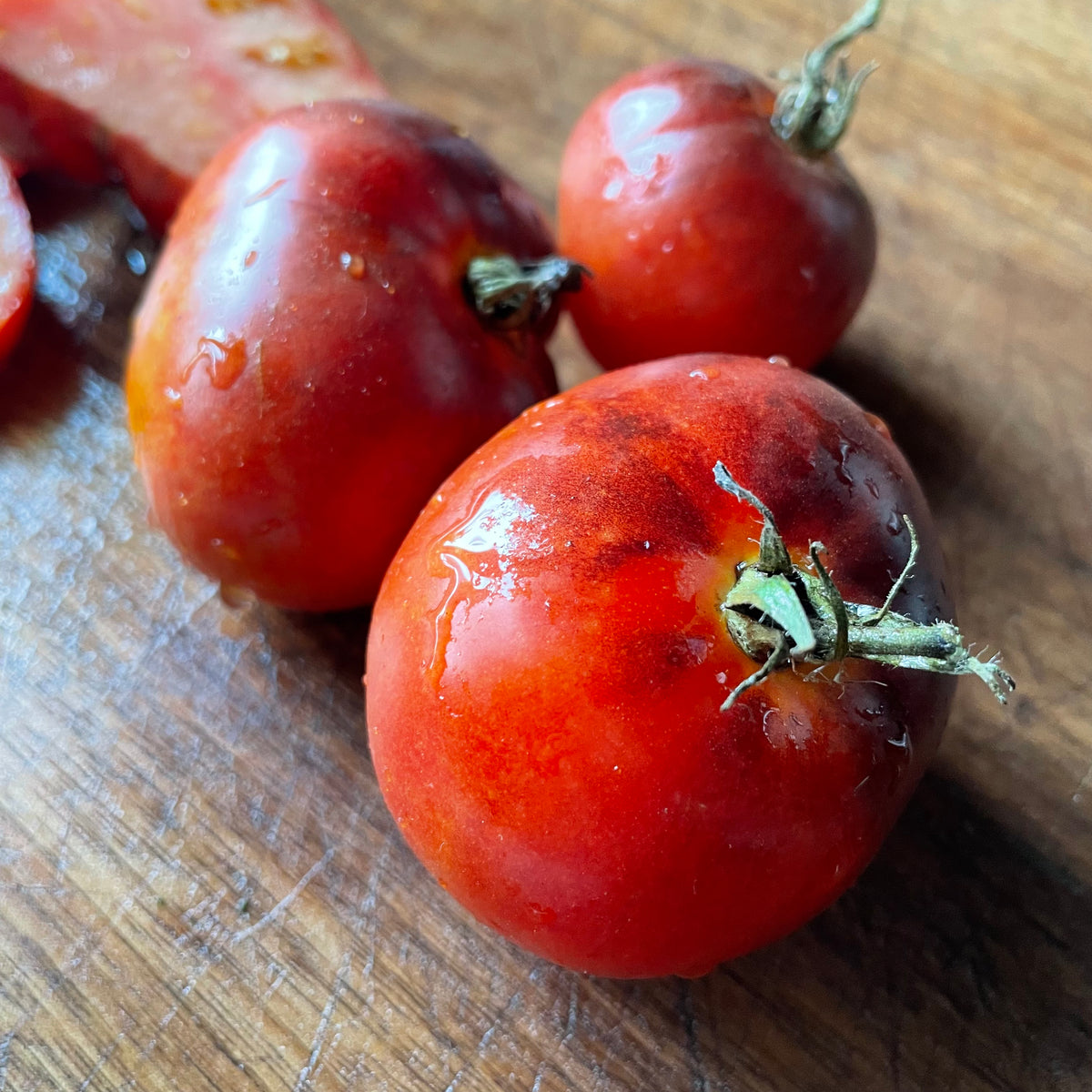 Lucid Gem tomatoes photographed at Oak Summit Nursery.