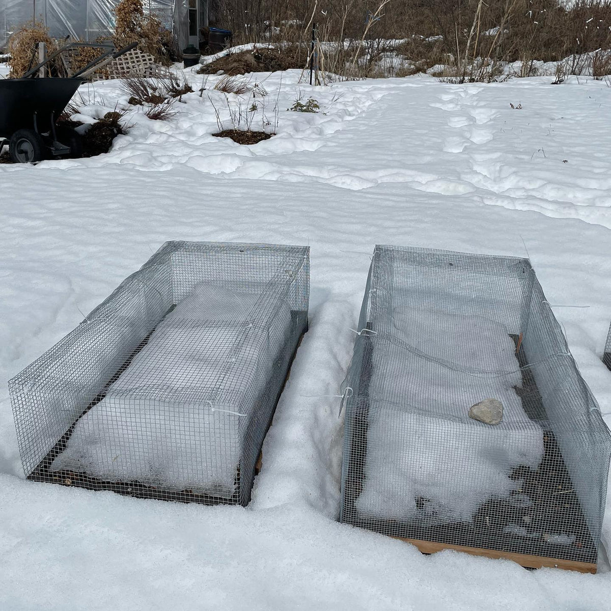 our air prune beds for American plums and acorns