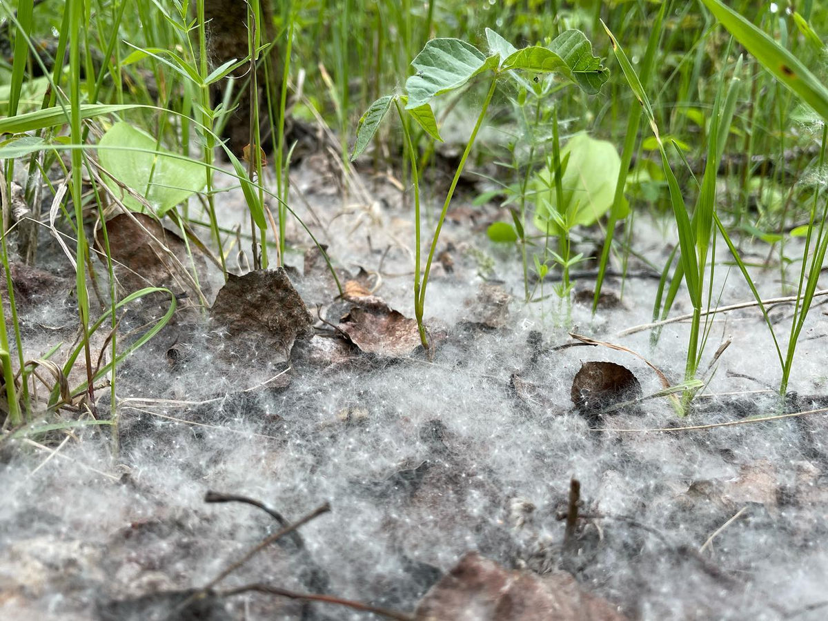 Our forest floor is coated in poplar fluff, image 1 of 2
