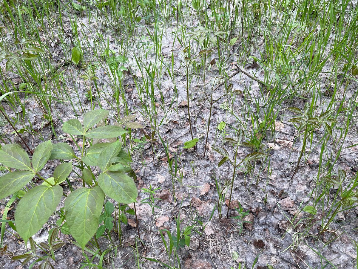 Our forest floor is coated in poplar fluff, image 2 of 2