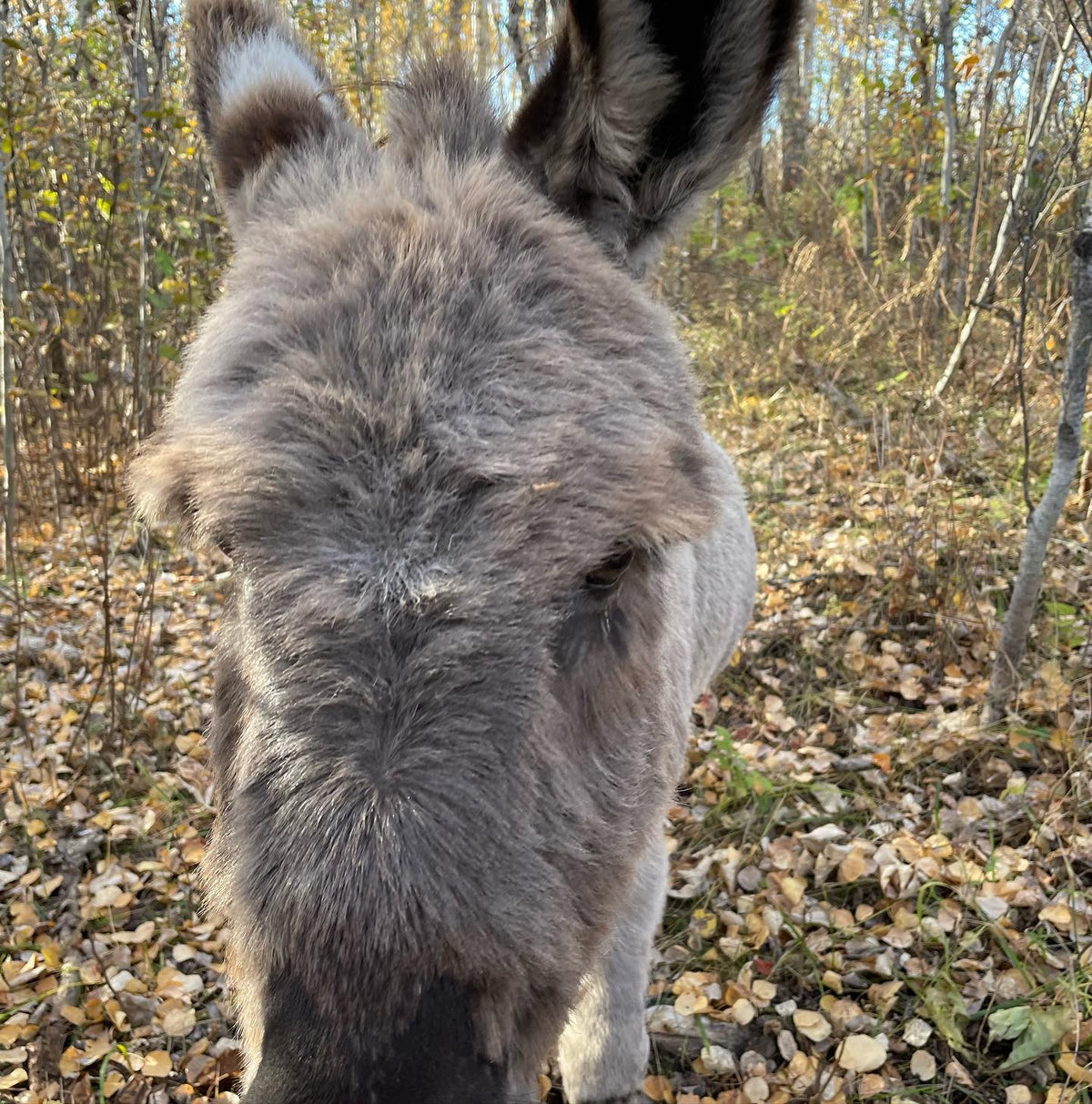 Our miniature donkey’s name is Donkey