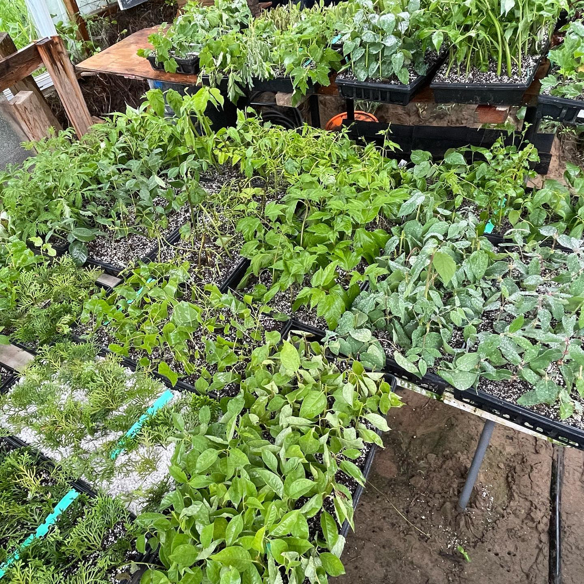 Our mist propagation benches are filling up, there is an ideal time window around mid to late June that for this type
