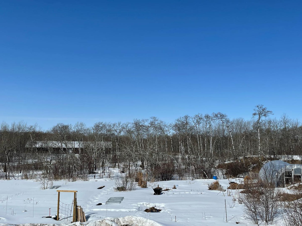 our nursery in southern Manitoba is still covered in snow, we’ve had to push back shipping by a week with the late