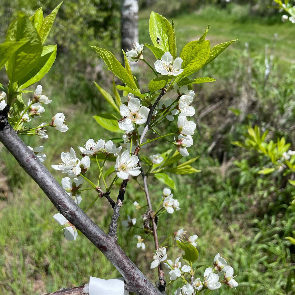 our plum blossoms all seem to have pulled through -2, image 1 of 4
