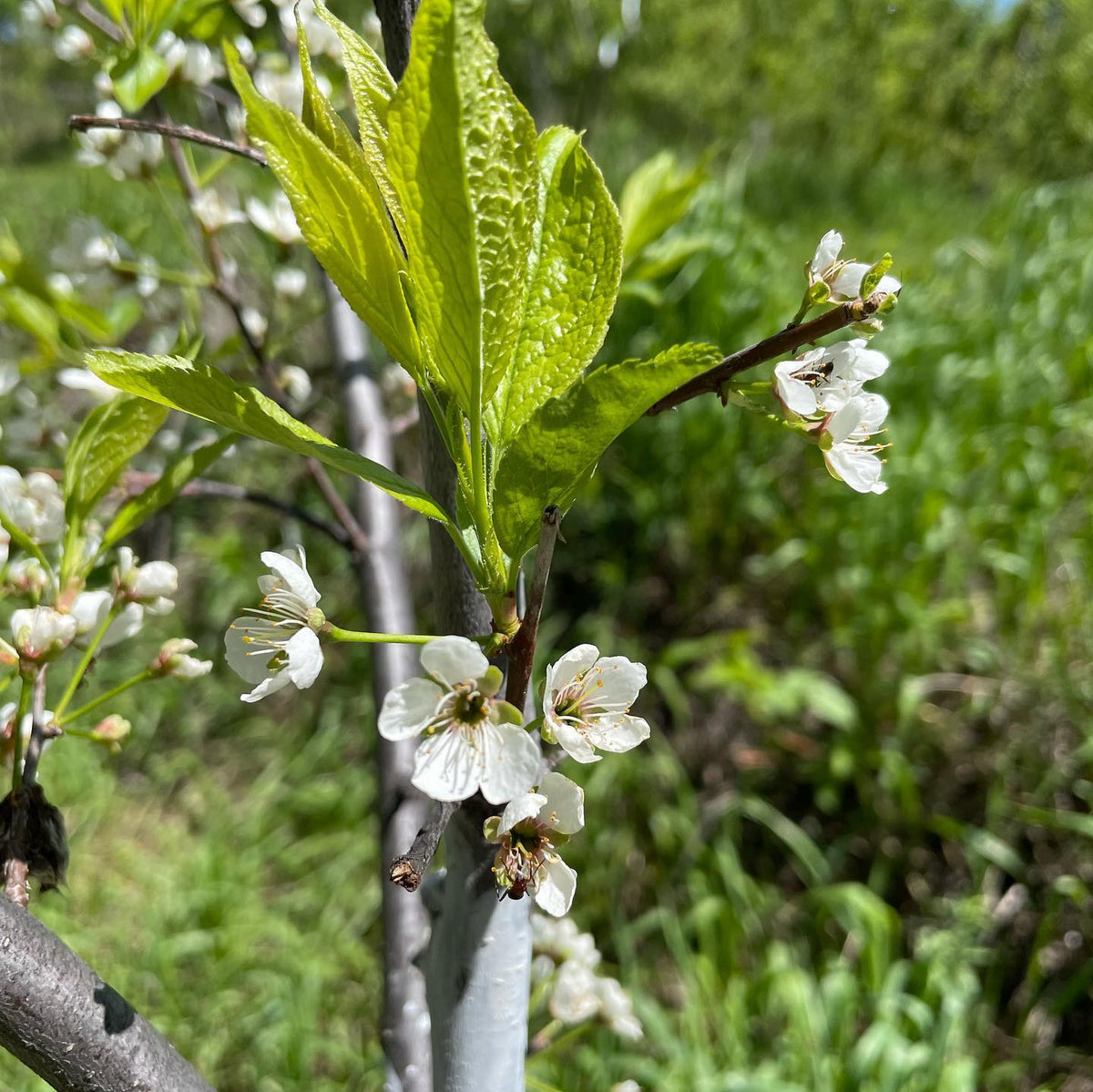 our plum blossoms all seem to have pulled through -2, image 2 of 4