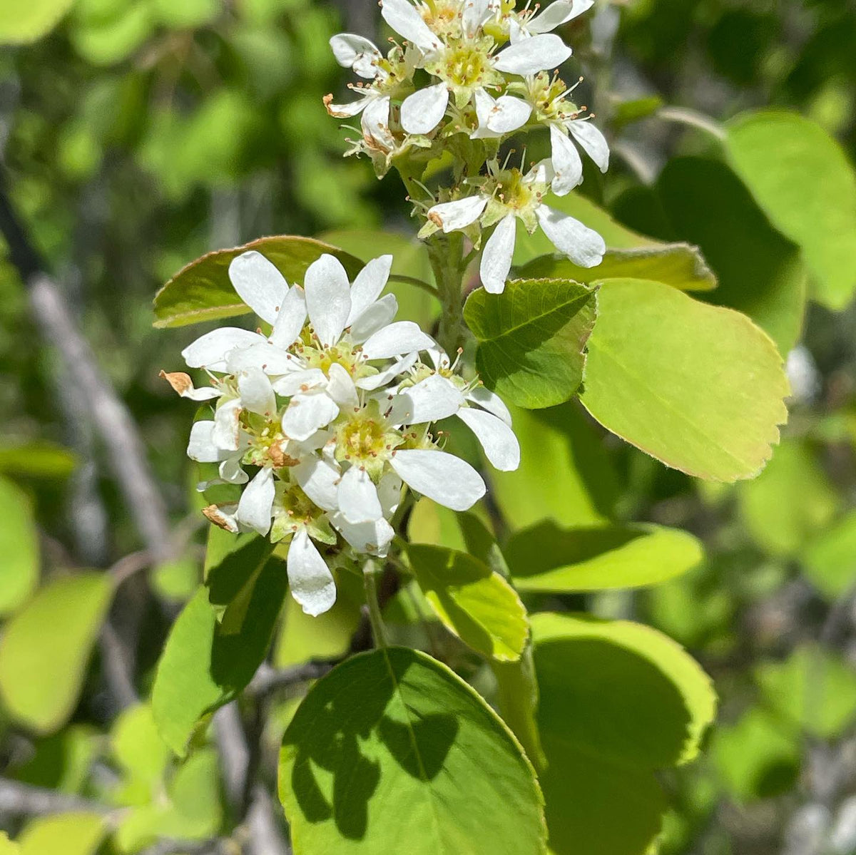 our plum blossoms all seem to have pulled through -2, image 3 of 4