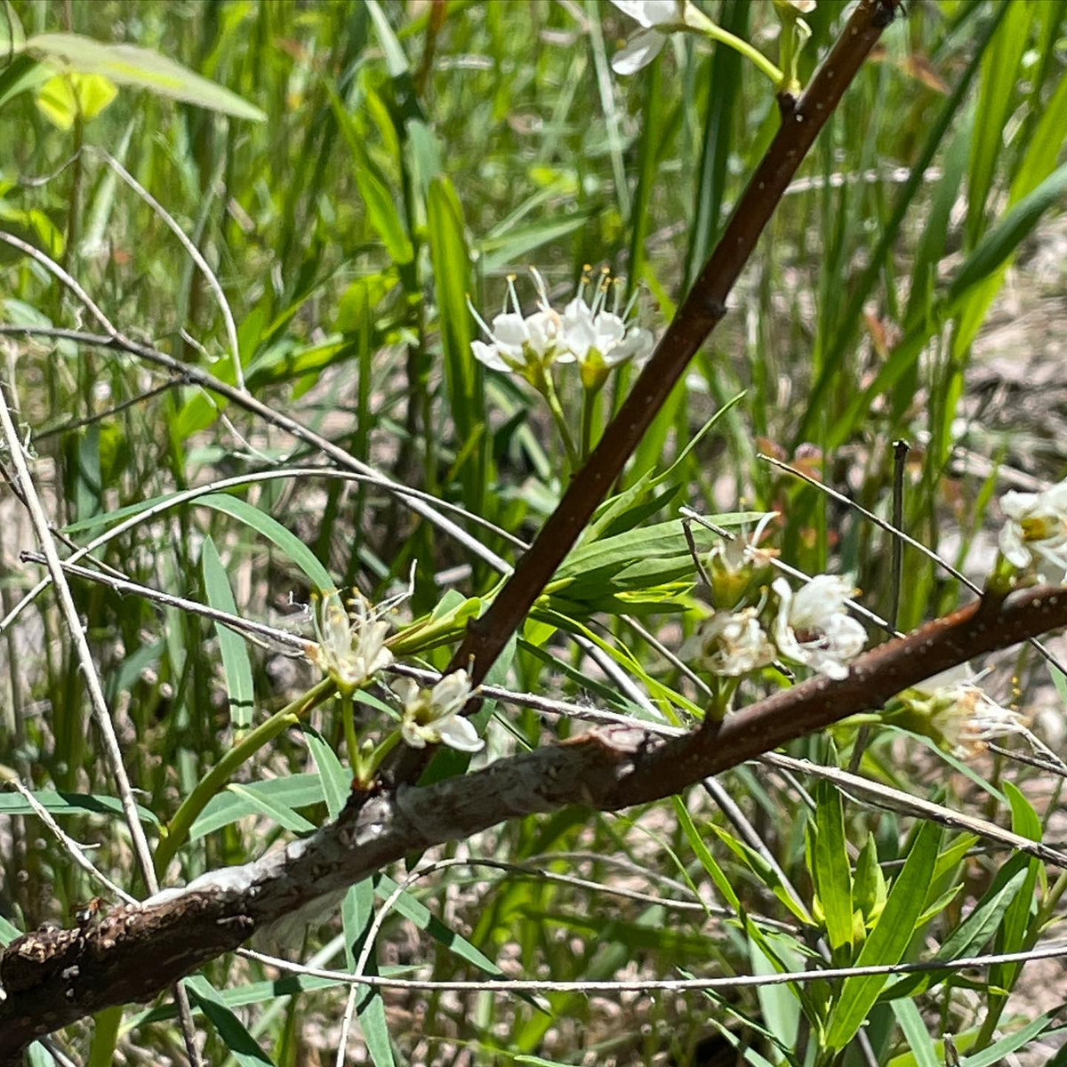 our plum blossoms all seem to have pulled through -2, image 4 of 4