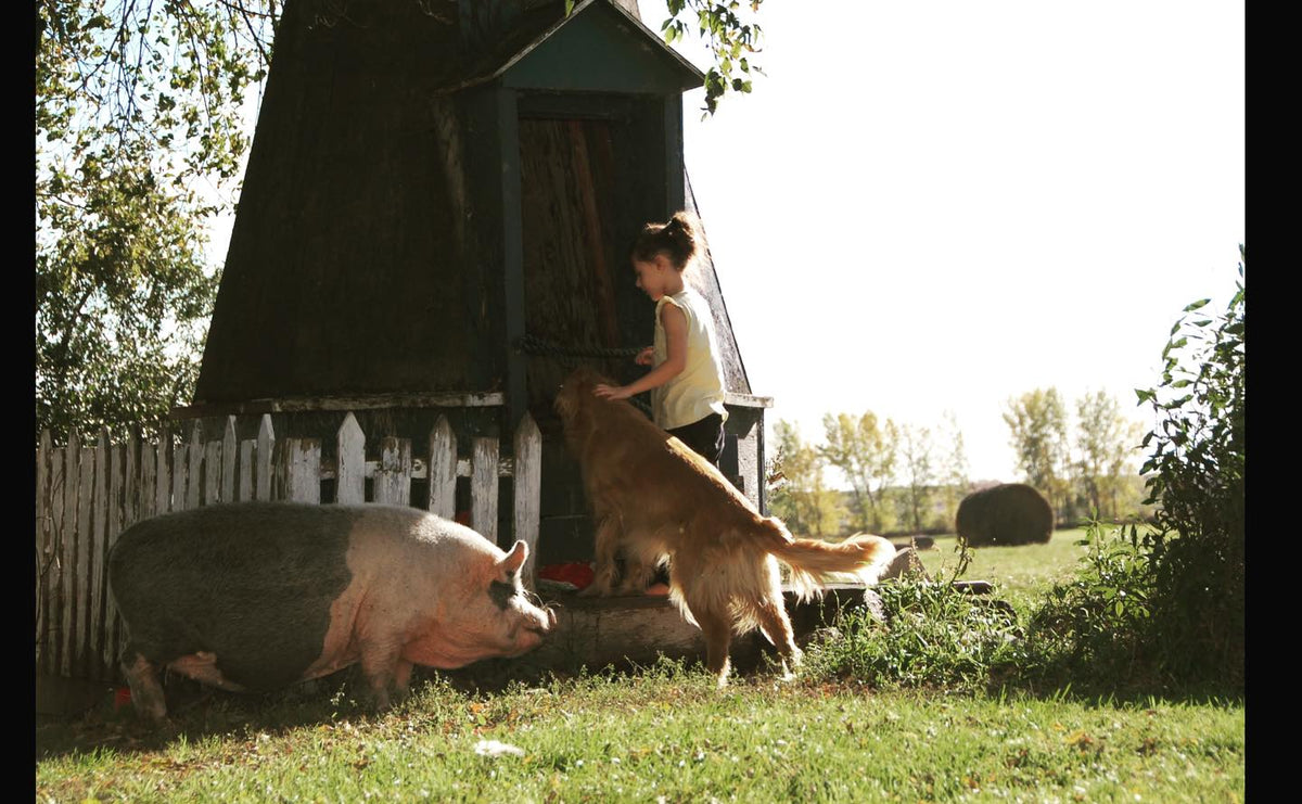 our pot belly pig patty from years ago, we had her until she was twelve
