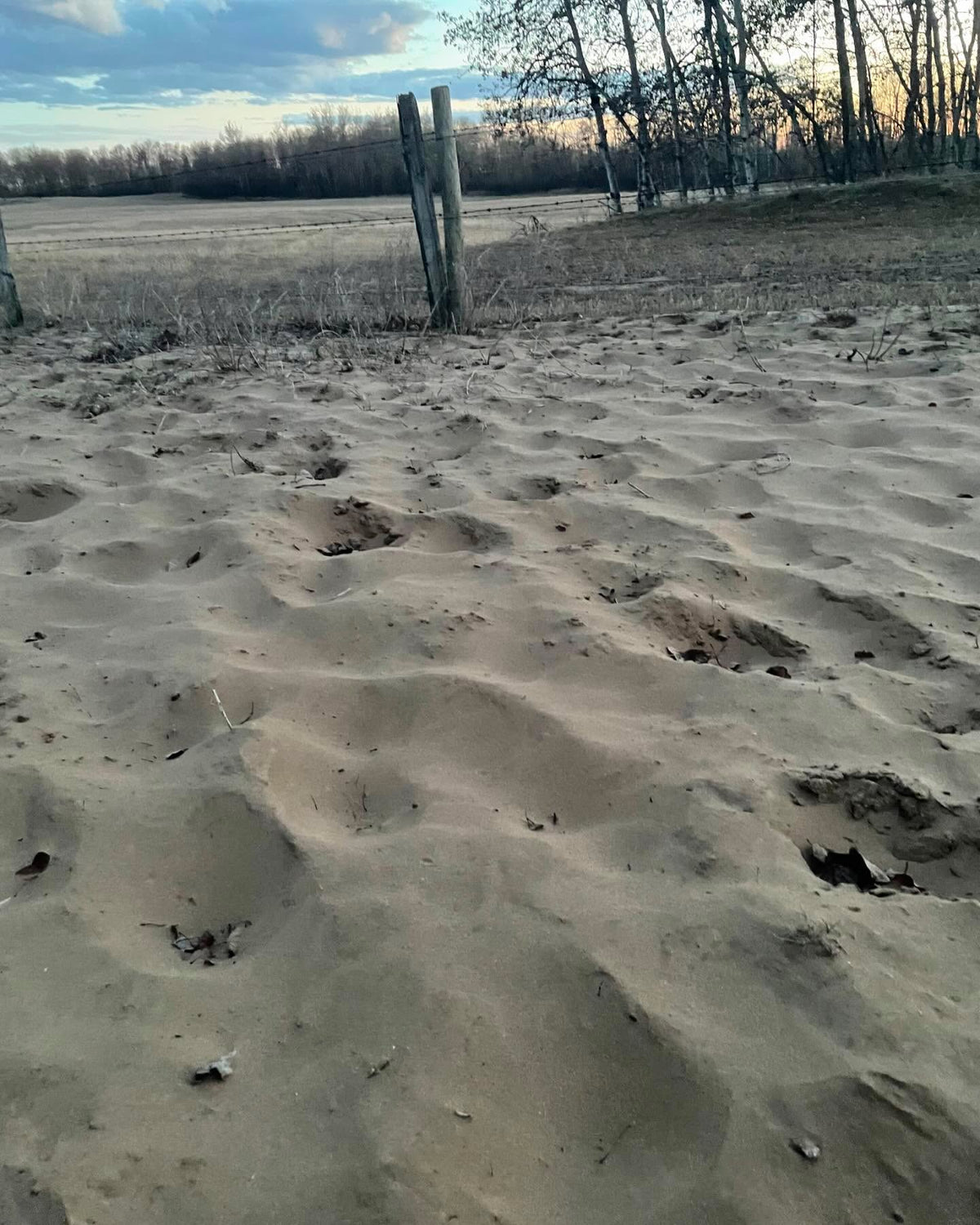 our soil here is aeolian sand, blown in from a nearby river and probably left over from ancient lake agassiz, image 1 of 5