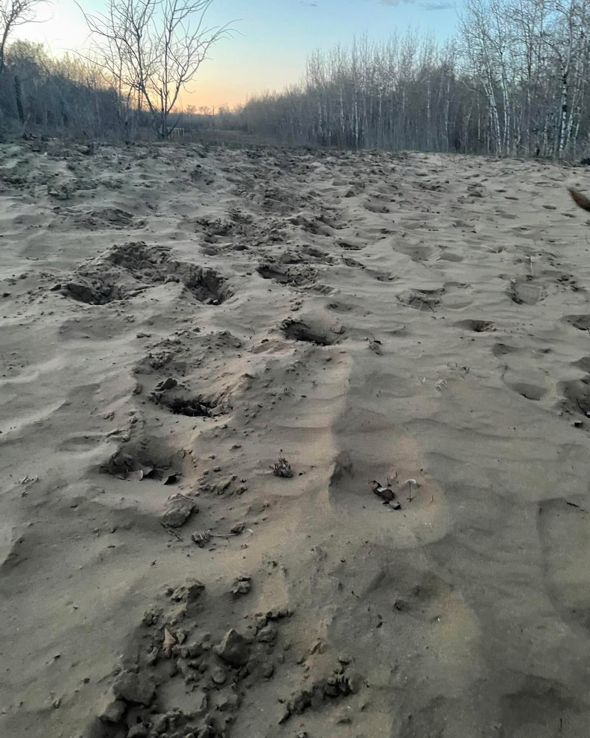 our soil here is aeolian sand, blown in from a nearby river and probably left over from ancient lake agassiz, image 2 of 5