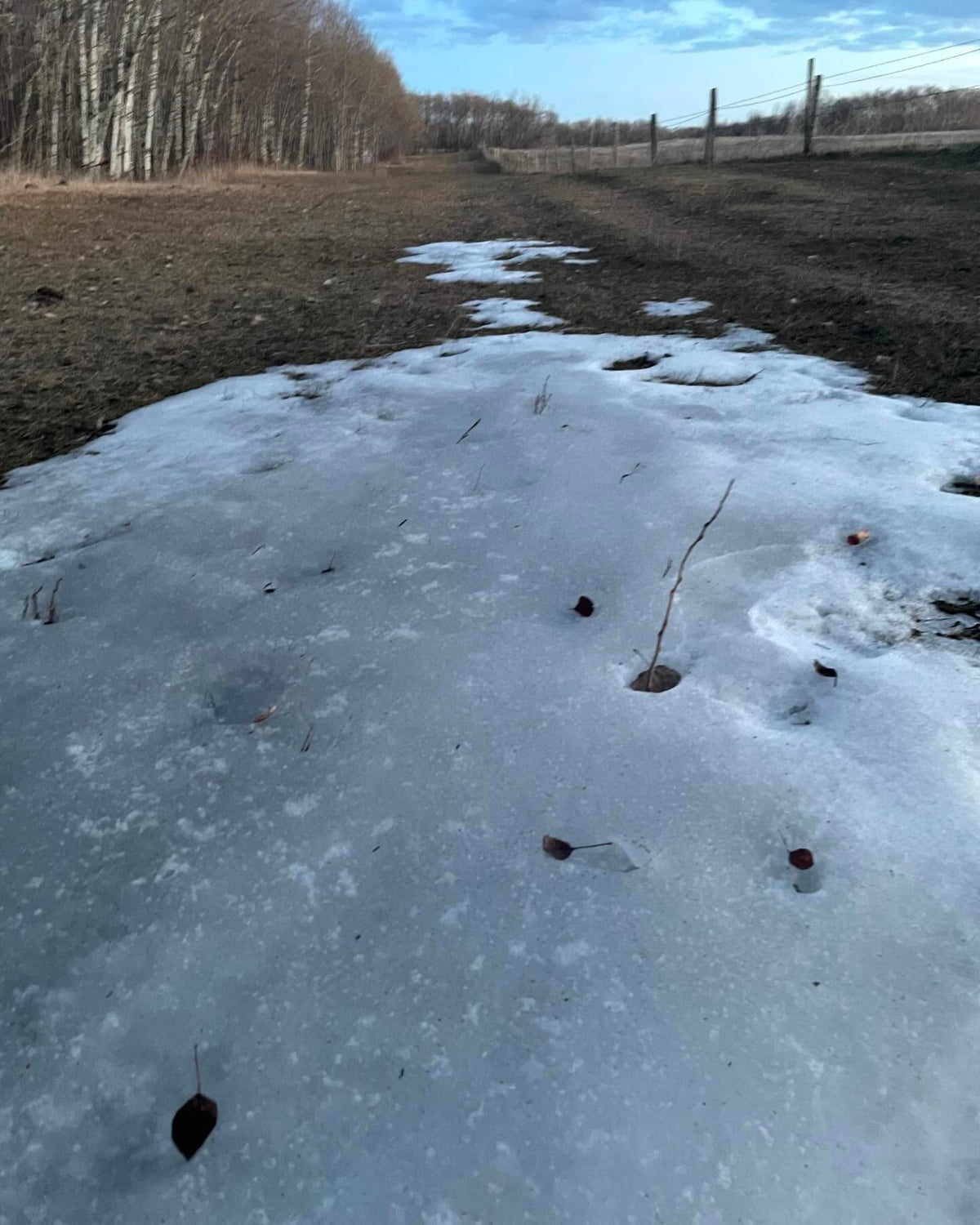 our soil here is aeolian sand, blown in from a nearby river and probably left over from ancient lake agassiz, image 4 of 5
