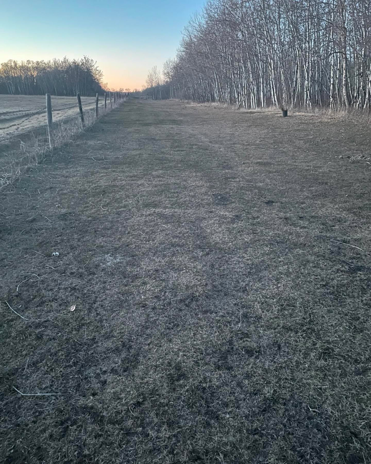 our soil here is aeolian sand, blown in from a nearby river and probably left over from ancient lake agassiz, image 5 of 5