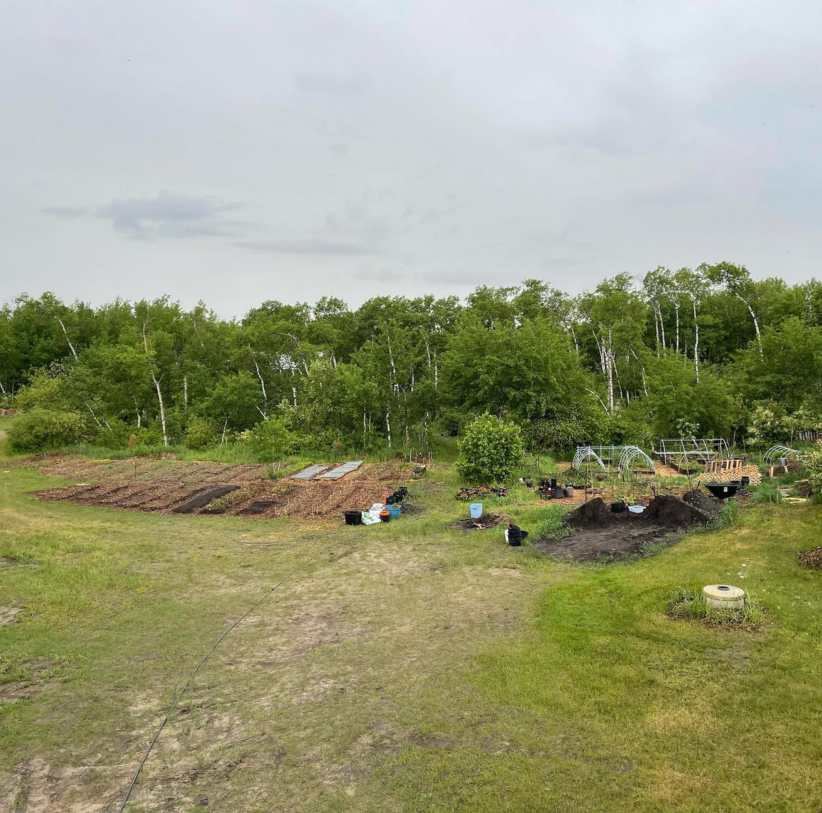 Our zone 3 backyard nursery with the forest orchard behind it