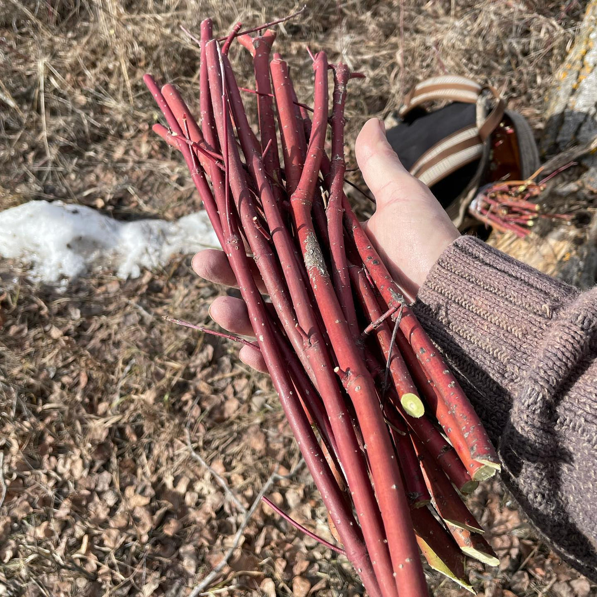 out collecting red osier dogwood cuttings