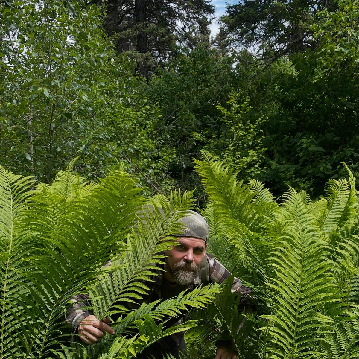 out for a hike in a jurassic park of ferns