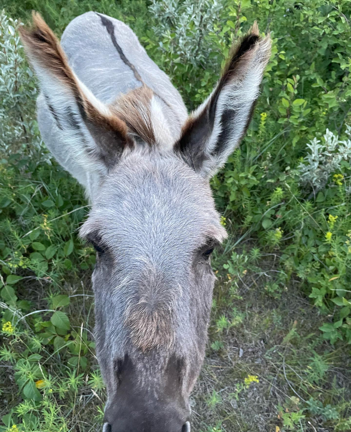 out for a walk, donkey always comes over to get pet, image 1 of 3