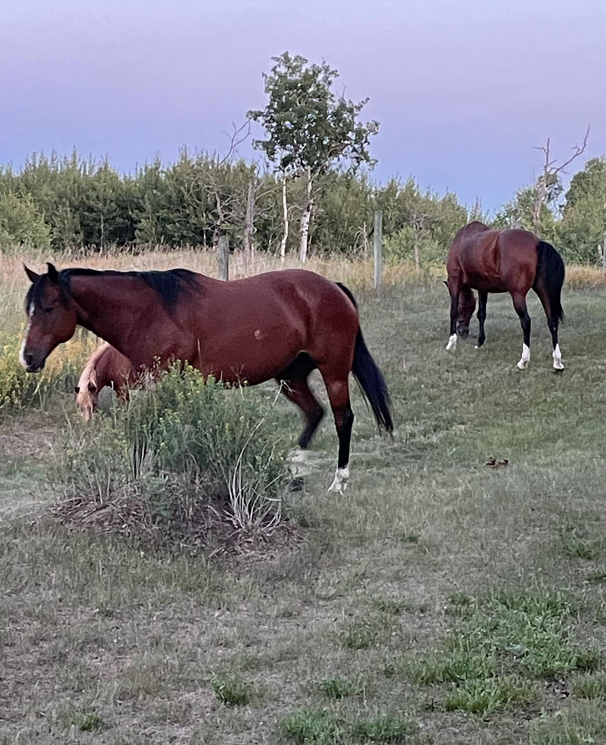 out for a walk, donkey always comes over to get pet, image 2 of 3