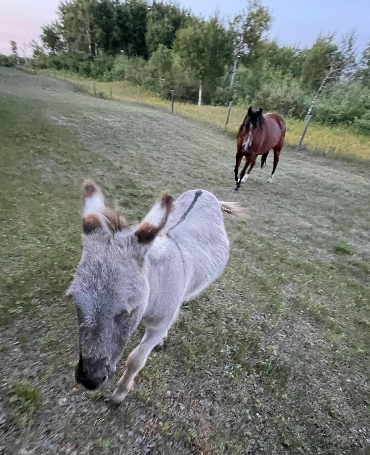 out for a walk, donkey always comes over to get pet, image 3 of 3