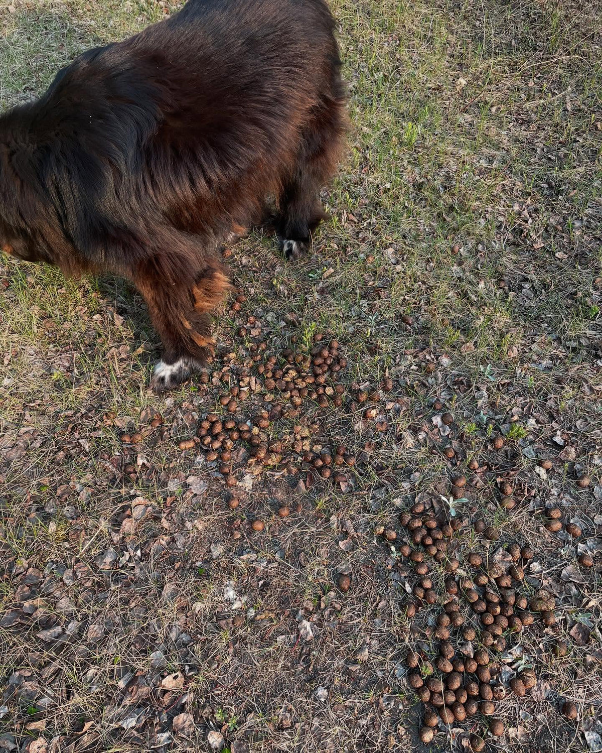 out for a walk this morning, image 4 of 5