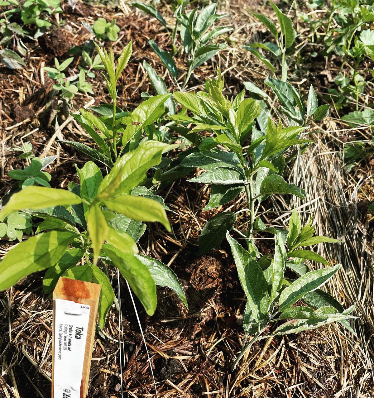 own root hydrid plums, “toka” cultivar developed 100 years ago in south dakota