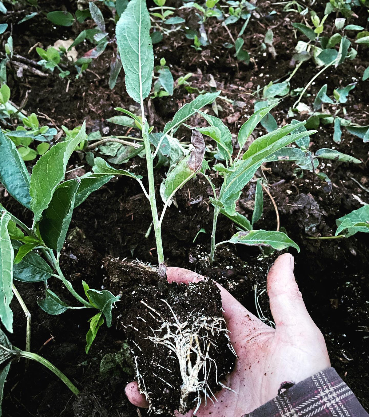 own root plum trees well rooted in their pots, hardened off and going into nursery beds, image 1 of 2