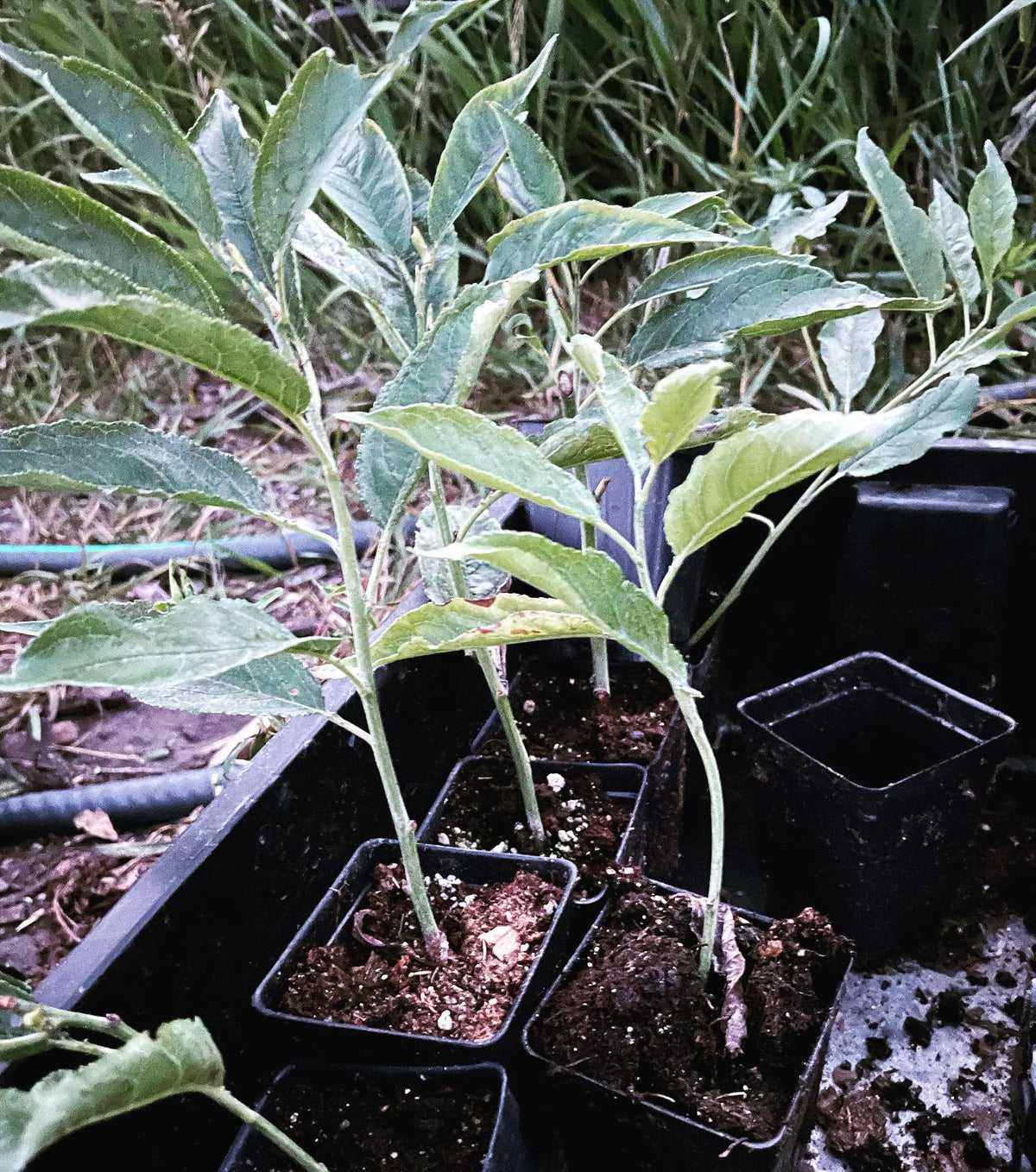 own root plum trees well rooted in their pots, hardened off and going into nursery beds, image 2 of 2