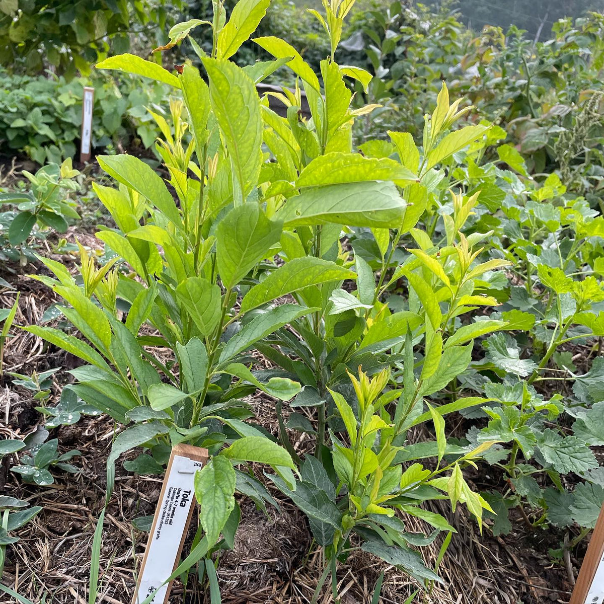 own root plums are putting on way more growth than expected, this set is the earliest june cuttings, image 1 of 2
