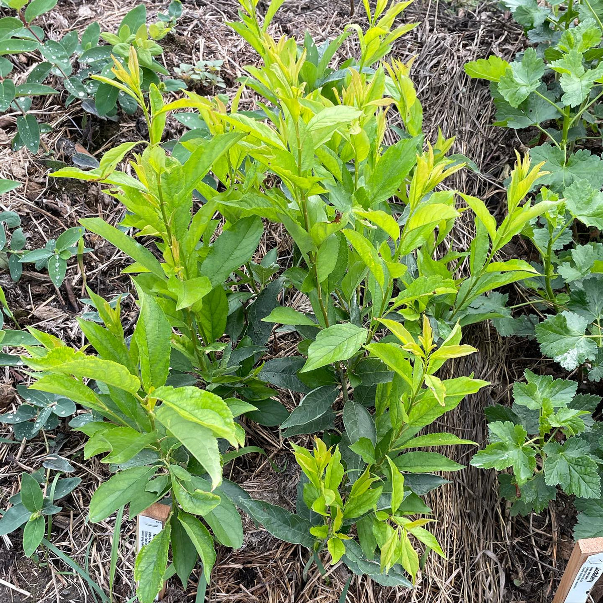 own root plums are putting on way more growth than expected, this set is the earliest june cuttings, image 2 of 2