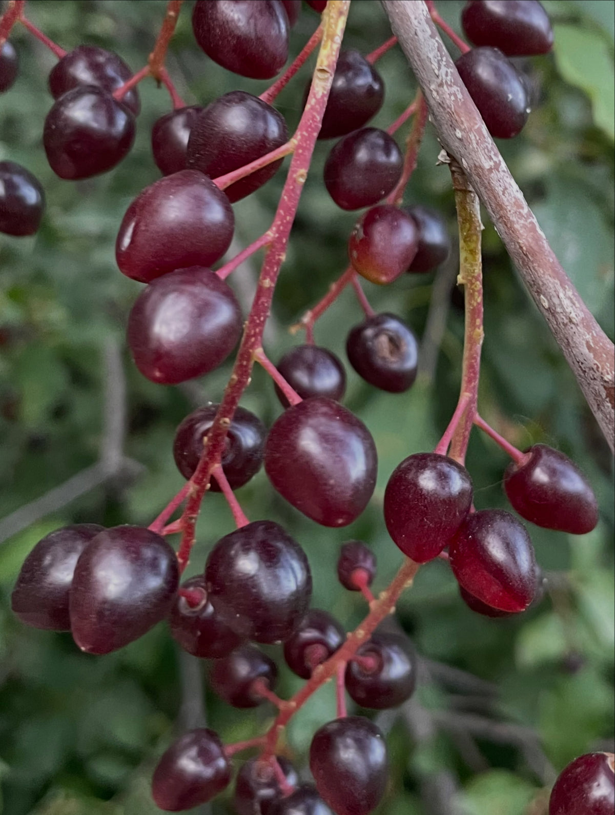 Oxheart chokecherry fruit, image 1 of 4