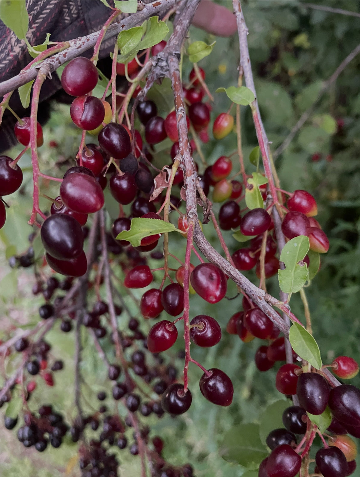 Oxheart chokecherry fruit, image 2 of 4