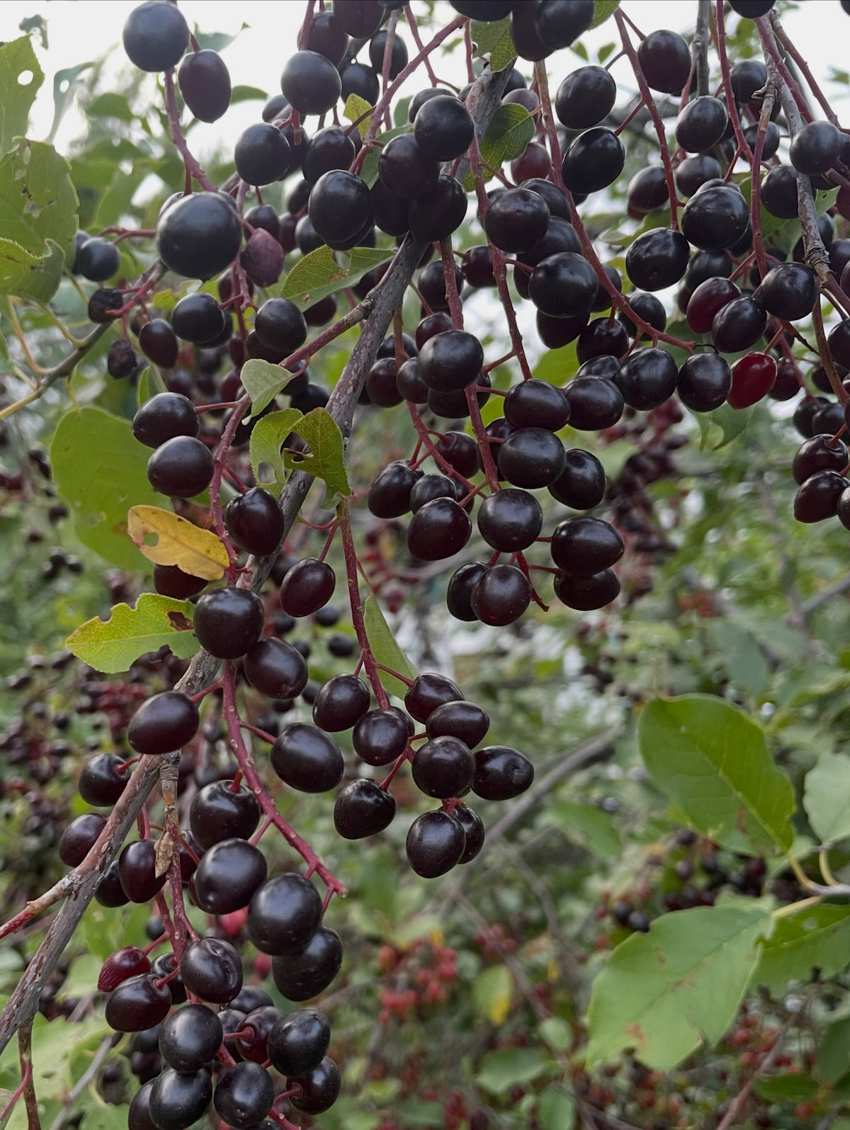 Oxheart chokecherry fruit, image 3 of 4