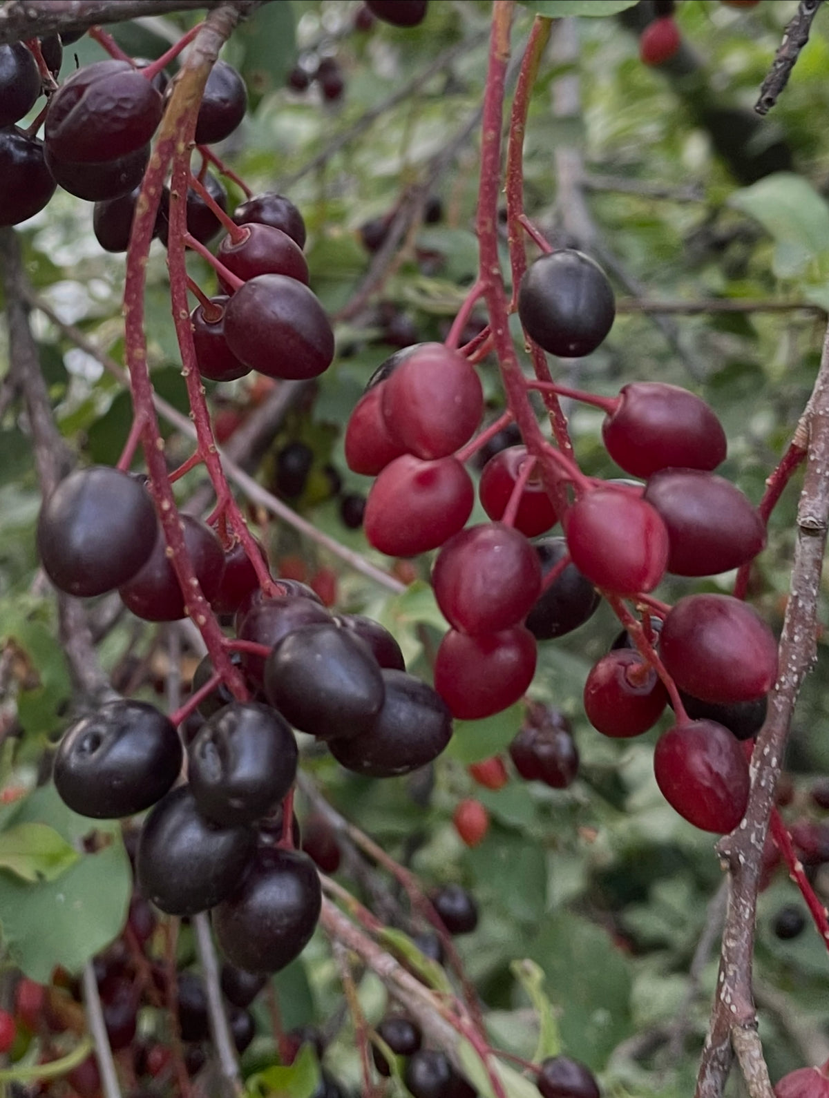 Oxheart chokecherry fruit, image 4 of 4