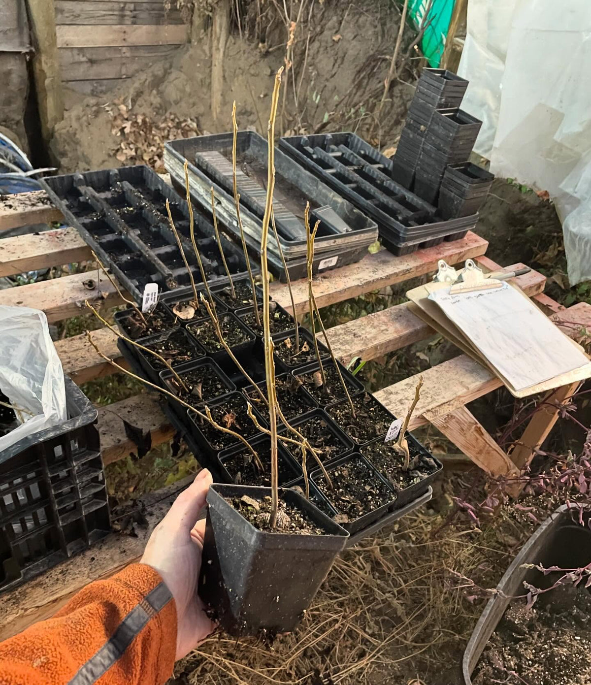 packing black walnuts for the winter, first time trying this with pots, image 1 of 5