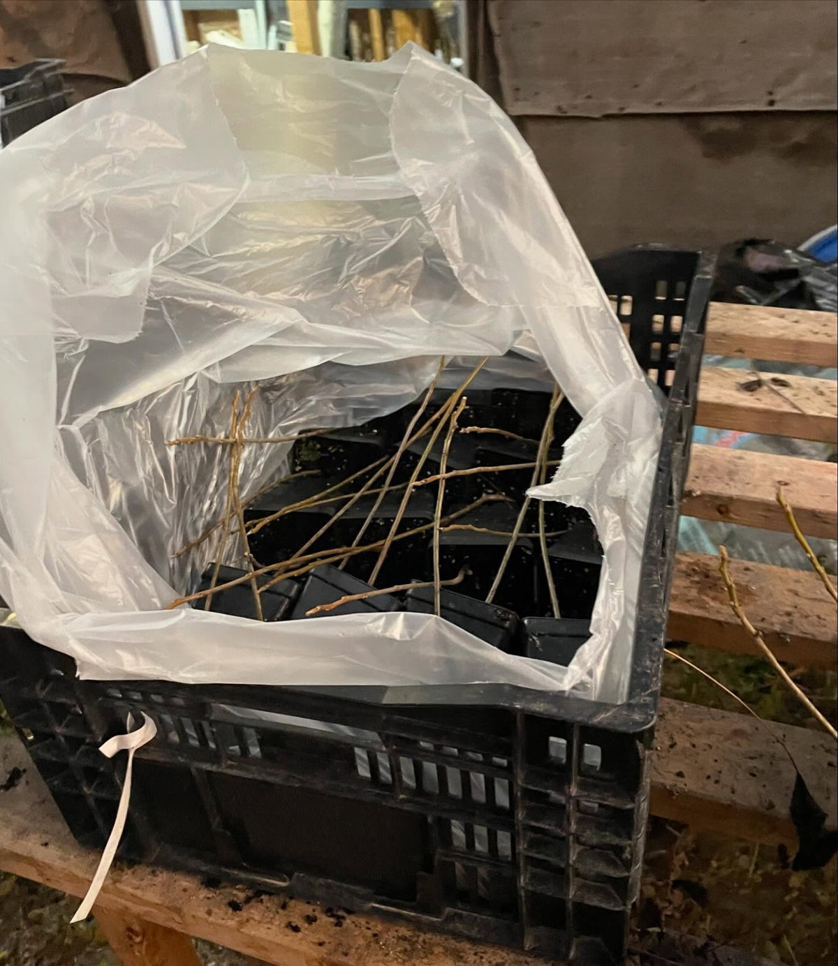 packing black walnuts for the winter, first time trying this with pots, image 2 of 5