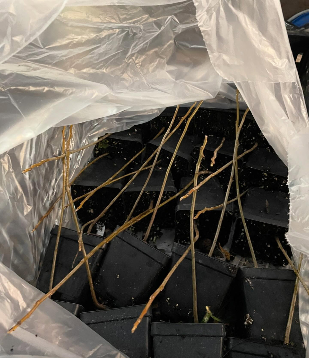 packing black walnuts for the winter, first time trying this with pots, image 3 of 5