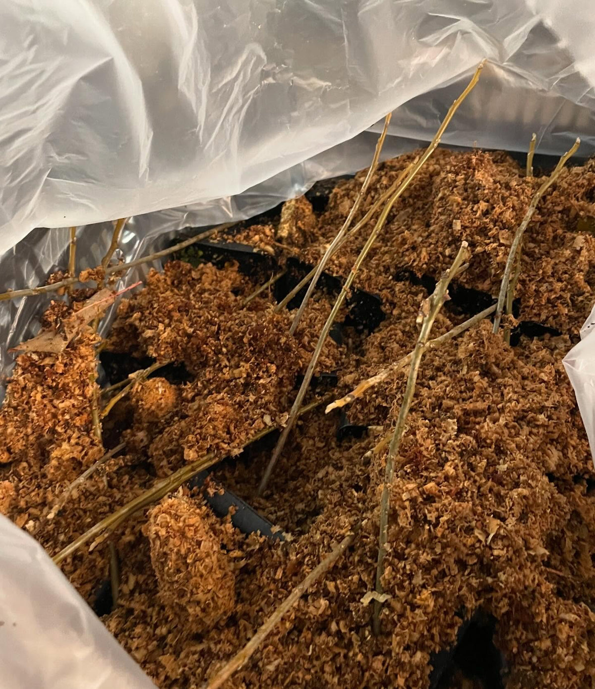 packing black walnuts for the winter, first time trying this with pots, image 4 of 5