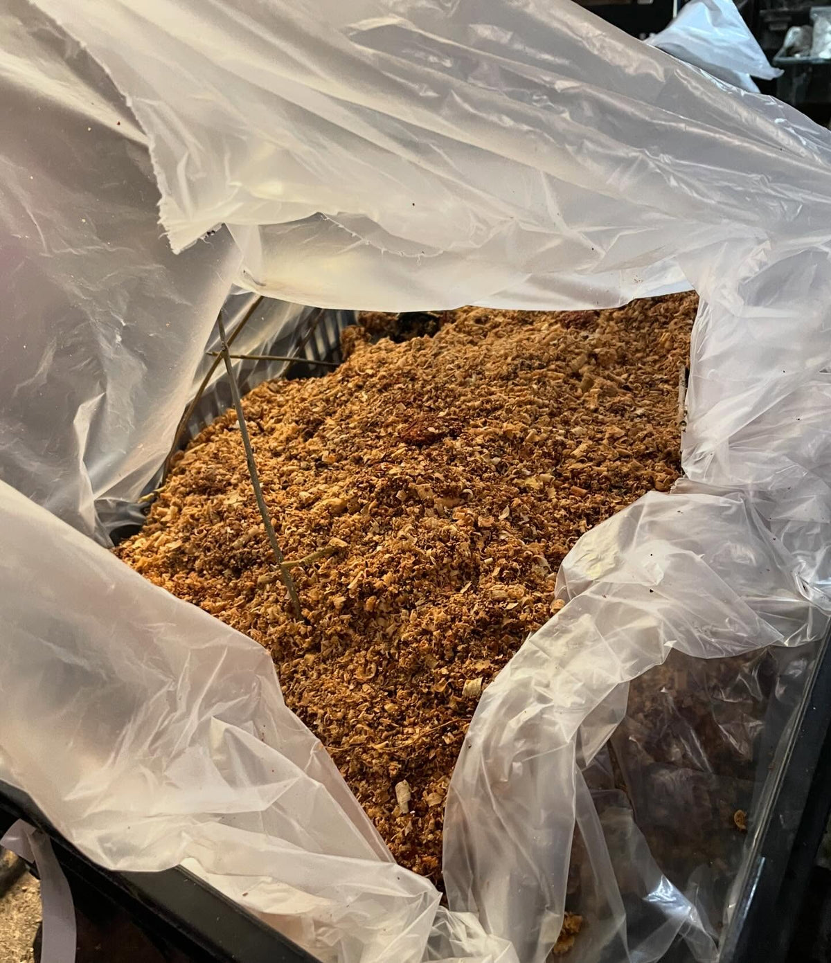 packing black walnuts for the winter, first time trying this with pots, image 5 of 5