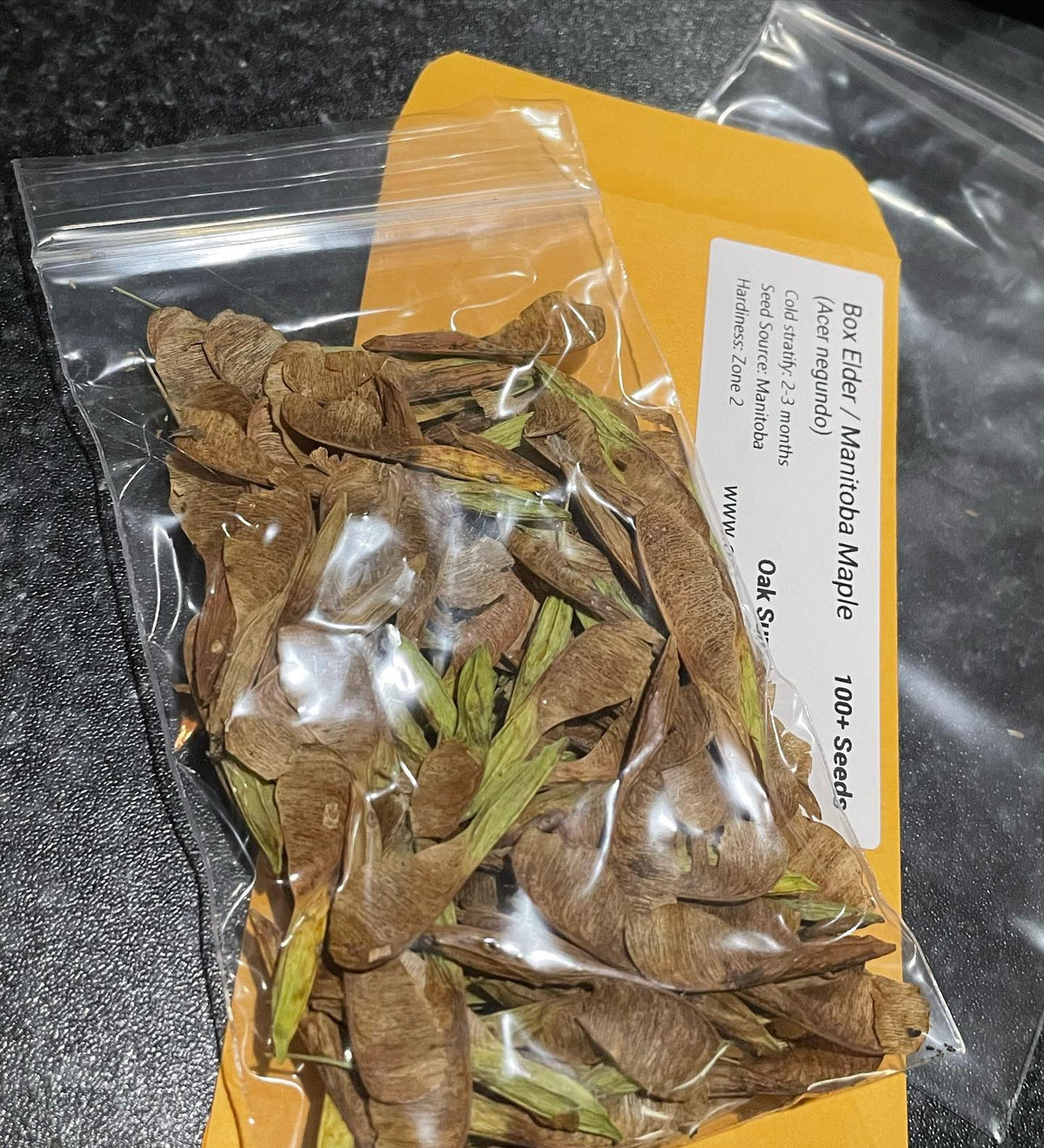 packing some boxelder seeds, collected mid September right at their peak for the best germination