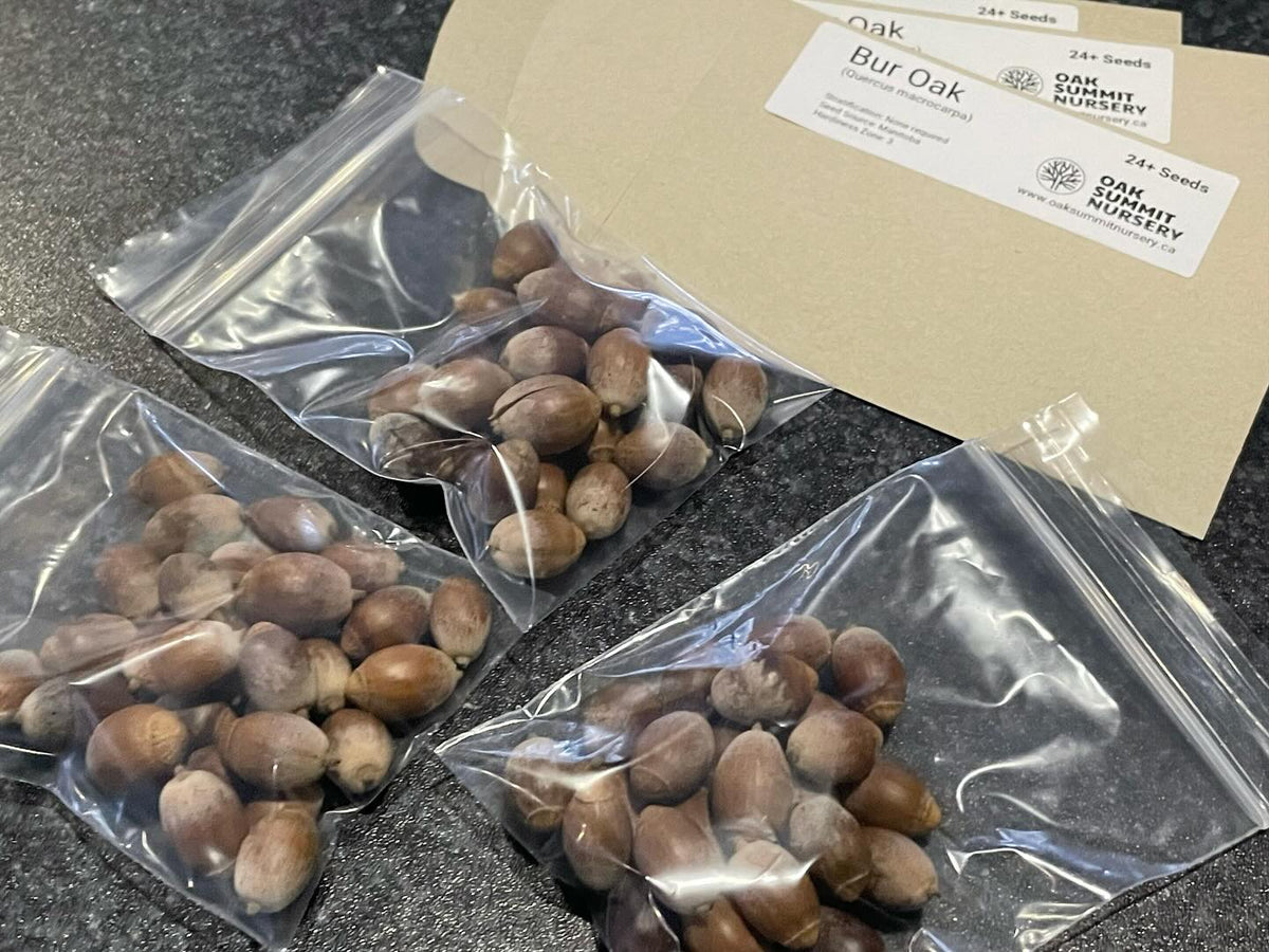 packing some bur oak acorns, these little seed packs of 24 are still in stock, but starting to get low