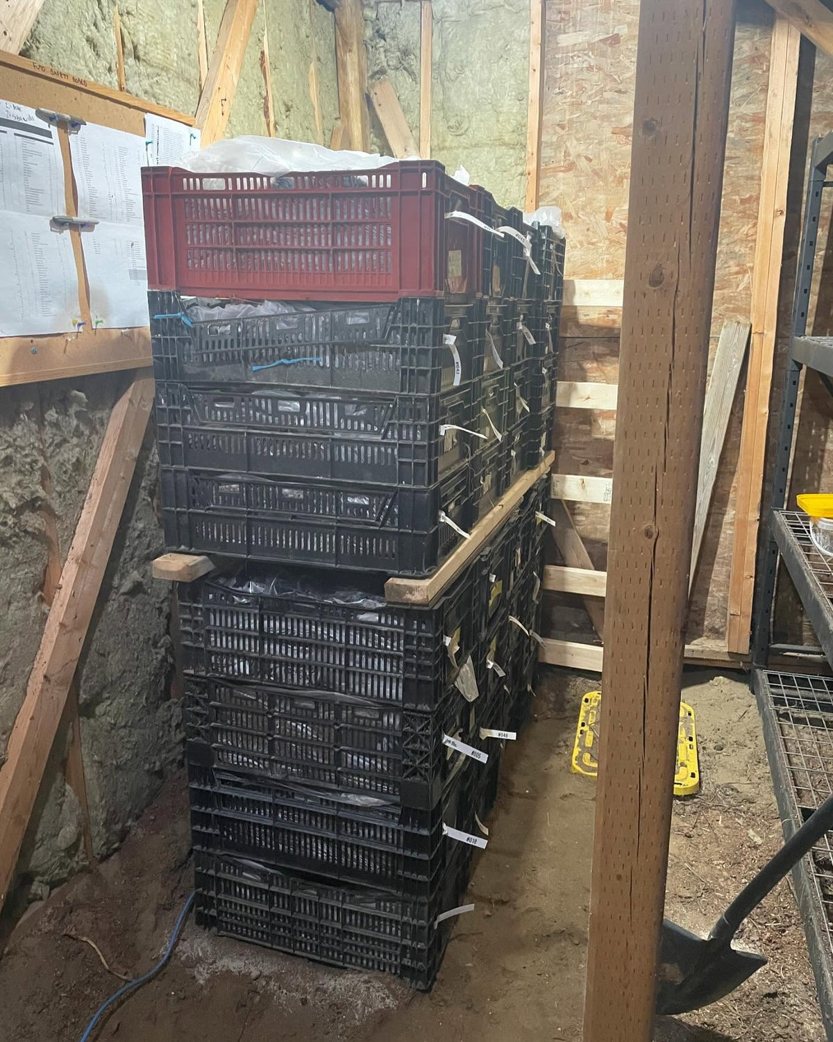 packing the root cellar, first up crates of potted plants, image 1 of 3